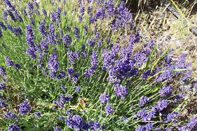 Old English Lavender