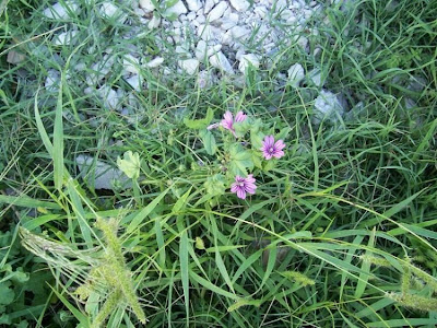Tall mallow