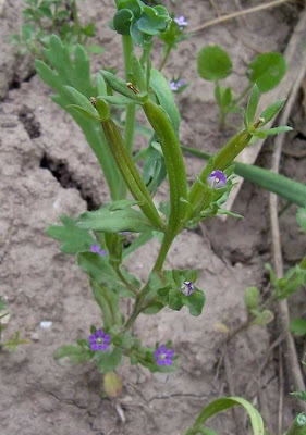 Legousia hybrida (L.) Delarbre