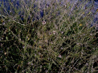 Tall Pepperwort
