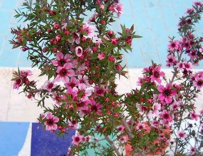 Broom teatree Broom teatree