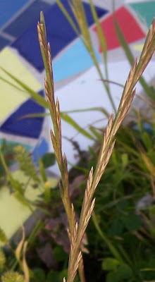 Gazao