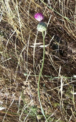Mantisalca,
mantisalca