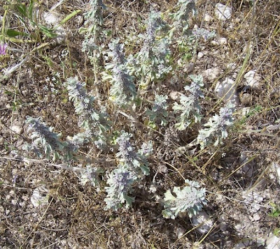 Marrubium alysson L.