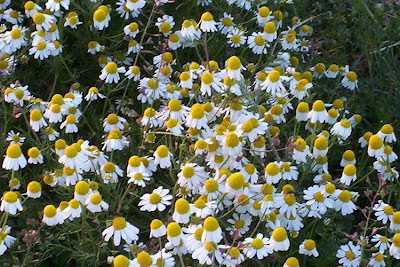 Hungarian chamomile