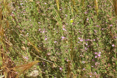 Micromeria graeca (L.) Bentham