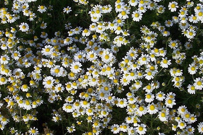 Hungarian chamomile