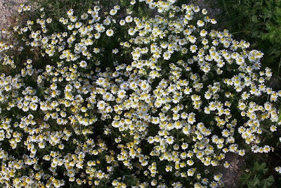 Hungarian chamomile