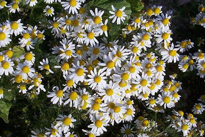 Hungarian chamomile