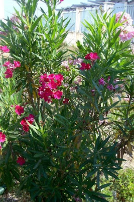 Rosebay