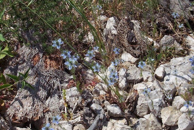 Damigella scapigliata