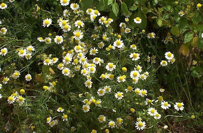 Hungarian chamomile