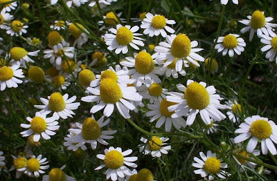 Hungarian chamomile