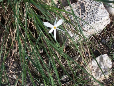 Narcissus serotinus L.