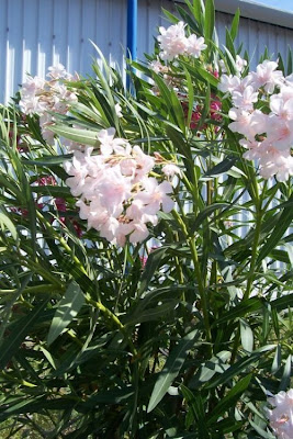 Rosebay