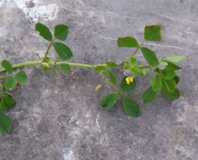 Erba medica orbicolare Erba medica orbicolare