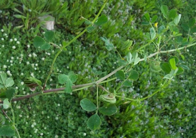 Erba medica orbicolare Erba medica orbicolare