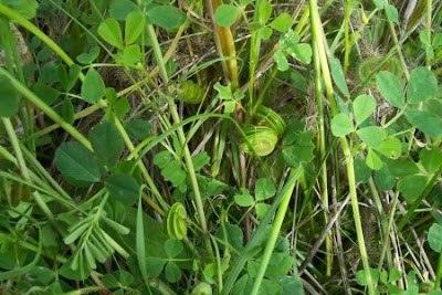 Erba medica orbicolare Erba medica orbicolare