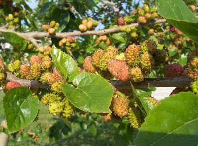 Common Mulberry Common Mulberry