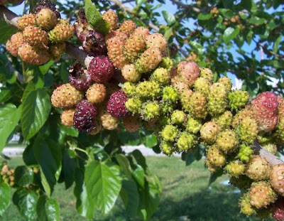 Common Mulberry Common Mulberry