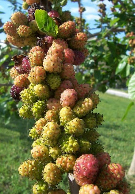 Common Mulberry Common Mulberry
