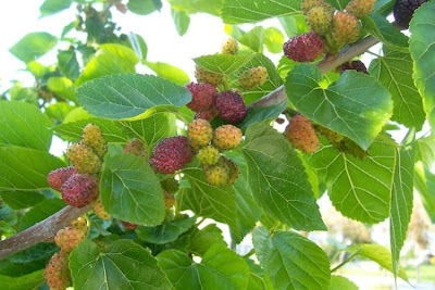 Common Mulberry Common Mulberry
