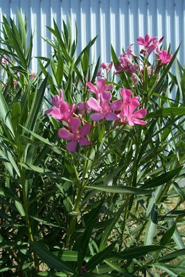 Rosebay