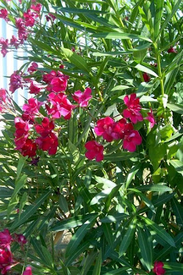 Rosebay