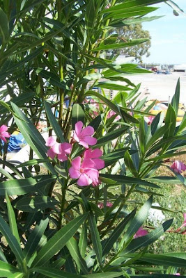 Rosebay