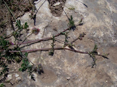 Cockscomb Sainfoin