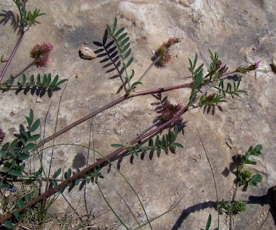 Cockscomb Sainfoin