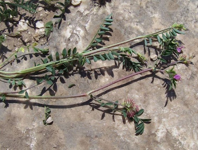 Cockscomb Sainfoin