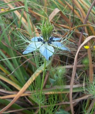 Damigella scapigliata