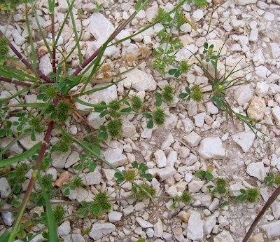 Burr medick