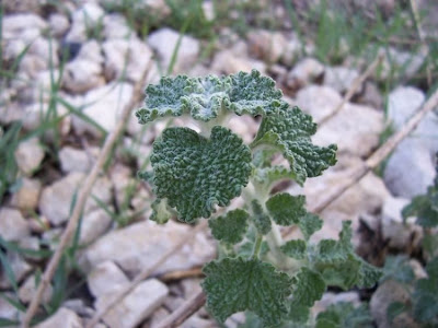 Marrubium vulgare L.