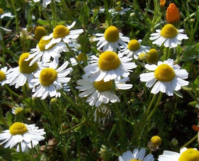 Hungarian chamomile