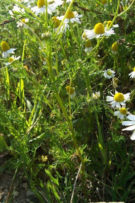 Hungarian chamomile