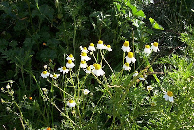 Hungarian chamomile