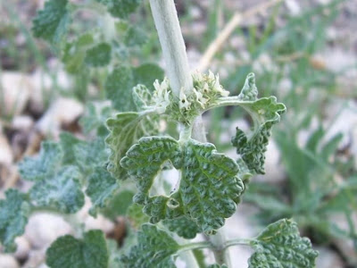 Marrubium vulgare L.