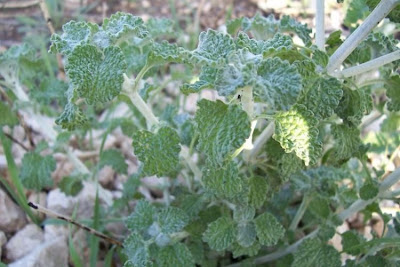 Marrubium vulgare L.