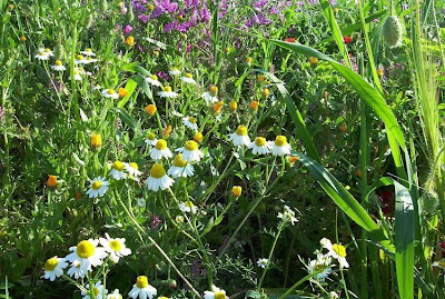 Hungarian chamomile