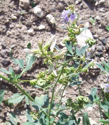 Alfalfa Alfalfa