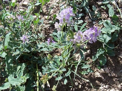 Alfalfa Alfalfa