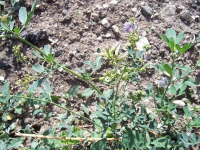 Alfalfa Alfalfa