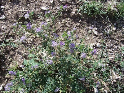 Alfalfa Alfalfa