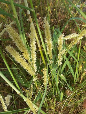 Eyelash Pearl Grass
