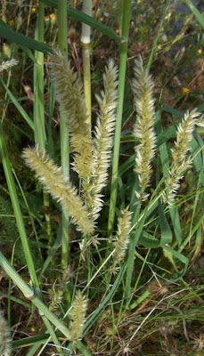 Eyelash Pearl Grass