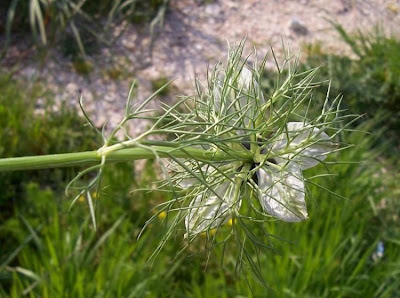 Damigella scapigliata