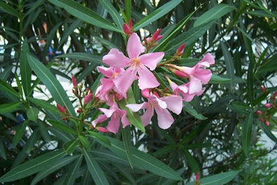 Rosebay