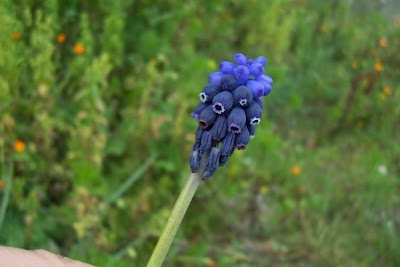 Grape-hyacinth